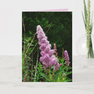 Carte Mémoire de Late