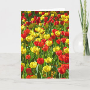Carte Mer des Tulipes