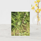 Carte Merci du cône de graines de cyprès de bald (Fleur jaune)