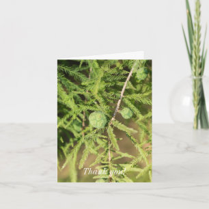 Carte Merci du cône de graines de cyprès de bald