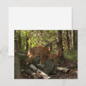 Carte Mère et bébé cerf au Parc national de Shenandoah (Devant / Derrière)