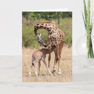 Carte Mère girafe et bébé au Kenya
