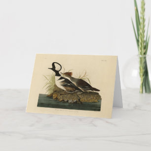 Carte Merganser à capuche - tiré de Audubon's Birds of A