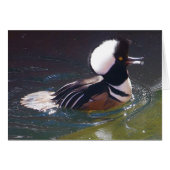 Carte Merganser à capuchon (Devant horizontal)