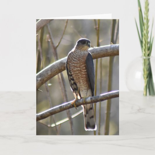 Carte Merlin Falcon - Frameable Art Card (Devant)