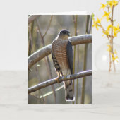 Carte Merlin Falcon - Frameable Art Card (Fleur jaune)