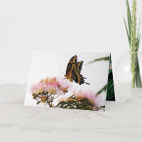 MERVEILLE DE BUTTERFLY
