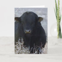 Mete Graduation Félicitations Ranch Farm Bull