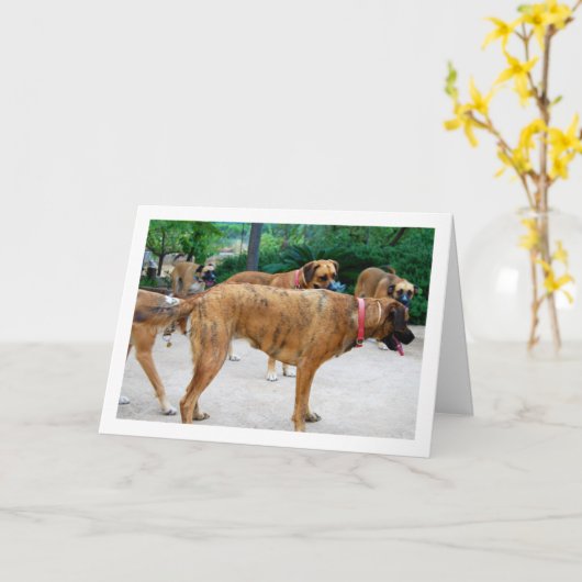 Carte Meute de chiens (Fleur jaune)