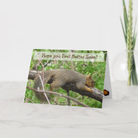 Mieux dans Peu Drôle Écureuil Endormi