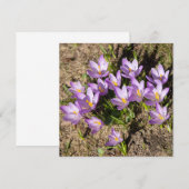 Carte Mignons crocus de printemps (Devant / Derrière)