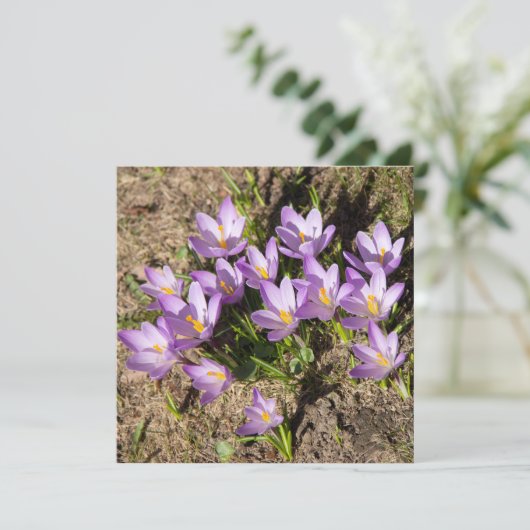 Carte Mignons crocus de printemps (Debout devant)