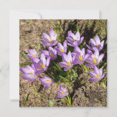 Carte Mignons crocus de printemps (Devant)