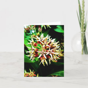 Carte Milkweed
