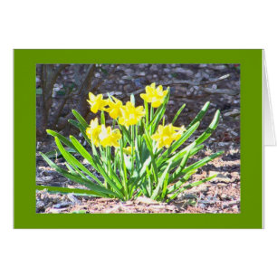 carte mini-jonquilles