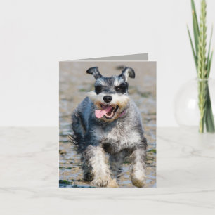 Carte mini schnauzer en fonctionnement