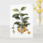 Carte Mirabelle plum (Prunus x domestica var. syriaca) (Fleur jaune)