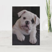 Carte Miss Nala (Devant)