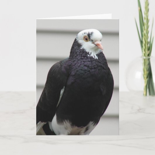 Carte Mme Pigeon (Devant)