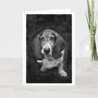 Carte mocca le basset