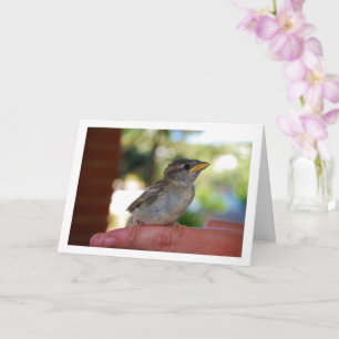Carte Moineau sur doigt