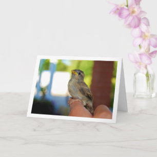 Carte Moineau sur doigt