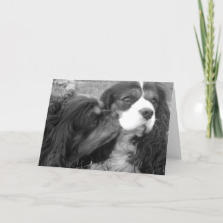 Carte Molder and Fjalar Cavalier King Charles Spaniels