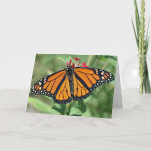 Carte Monarque Butterfly
