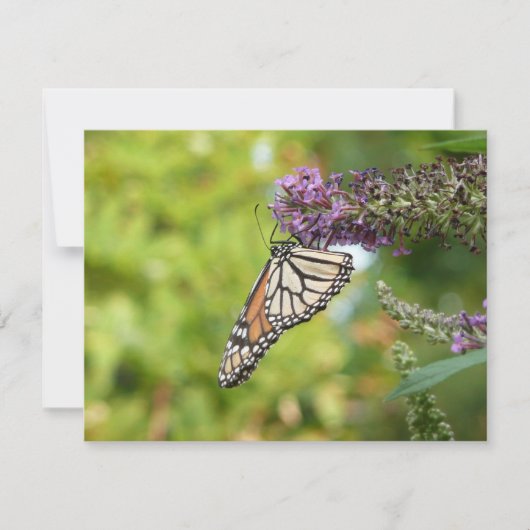 Carte Monarque papillon sur Buddleia pourpre (Devant)