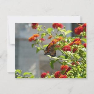 Carte Monarque papillon sur buisson papillon rouge