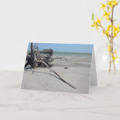 Carte Monomoy National Wildlife Refuge in Cape Cod (Fleur jaune)