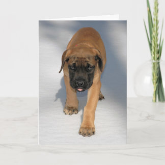 Carte Montocard Mastiff Puppy d'Angleterre