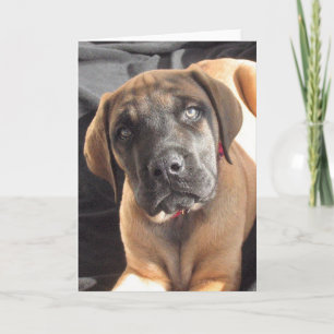 Carte Montocard Mastiff Puppy d'English