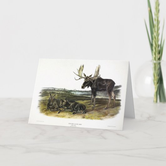 Carte Moose Deer (Moose - Alces alces) par Audubon (Devant)
