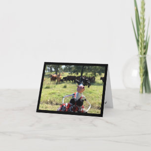 Carte Mootilda vous obtiendra dans une bonne humeur