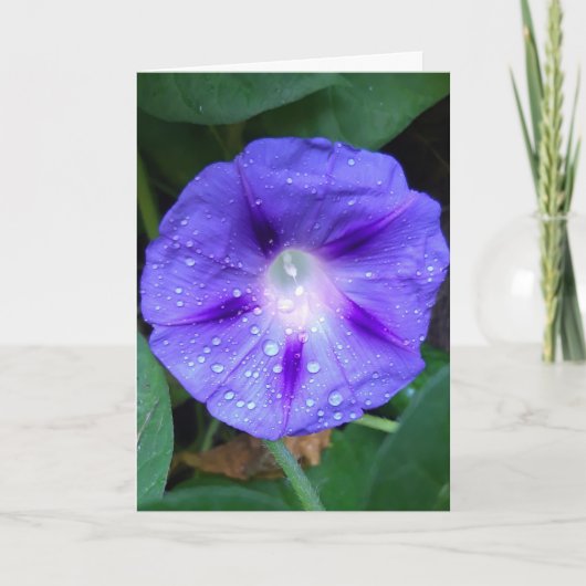 Carte Morning Glory Flowers , Ipomoea avec Raindrops (Devant)
