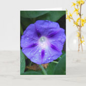 Carte Morning Glory Flowers , Ipomoea avec Raindrops (Fleur jaune)