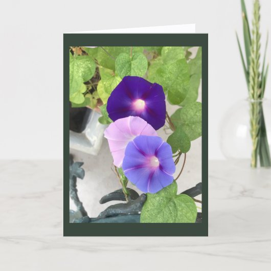 Carte Morning Glory Trio Blank (Devant)