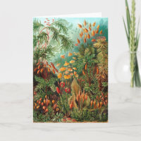 Moss (Muscinae) par Haeckel