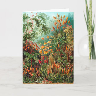 Carte Moss (Muscinae) par Haeckel