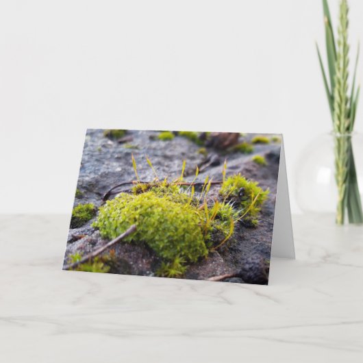 Carte Mosses, Printemps éveil (Devant)