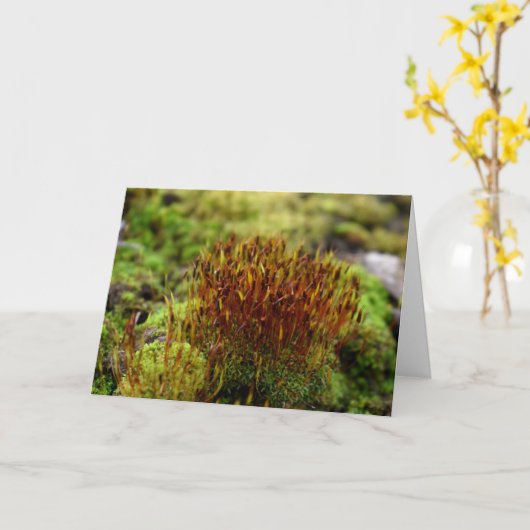 Carte Mosses, Printemps éveil (Fleur jaune)