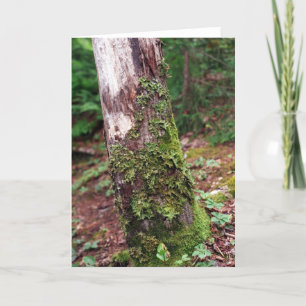 Carte Mossy Tree