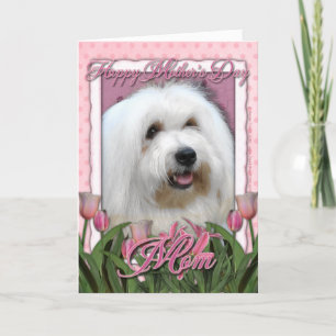 Carte Mothers Day - Pink Tulips - Coton de Tulear