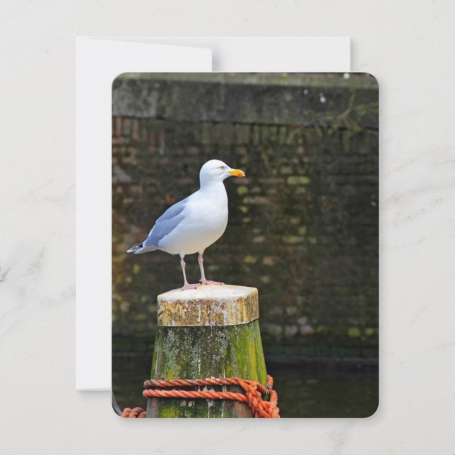 Carte Mouette (Devant)