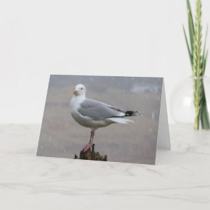 Carte Mouette côtière solitaire face au blizzard hiverna