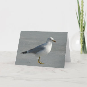 Carte Mouette sur glace