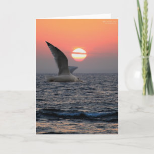 Carte Mouette sur le lac Supérieur