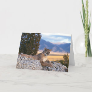 Carte Mountain Lion Greeting Card