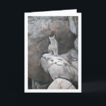 Carte Mountain Lion Portrait<br><div class="desc">Mountain Lion Portrait Greeting Card. You can easily customize this product for free if you would like to add wording or change the color of the background.</div>
